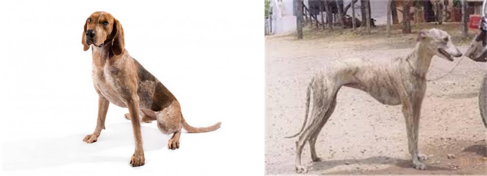 Rampur Greyhound vs Coonhound - Breed Comparison
