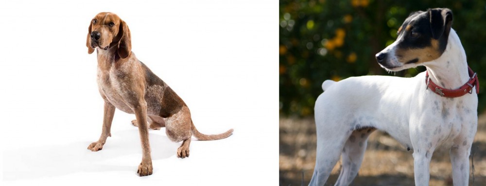 Ratonero Bodeguero Andaluz vs Coonhound - Breed Comparison