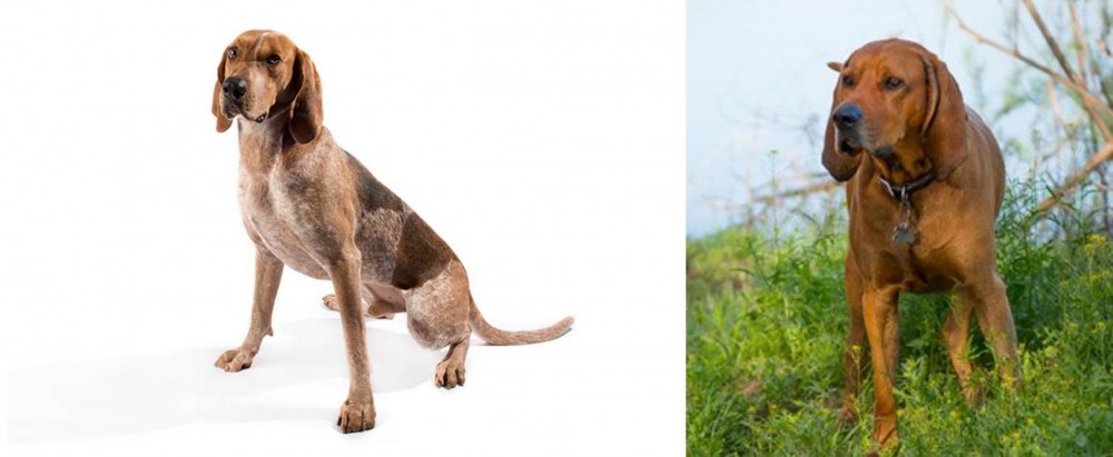 Redbone Coonhound vs Coonhound - Breed Comparison
