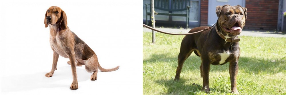 Renascence Bulldogge vs Coonhound - Breed Comparison