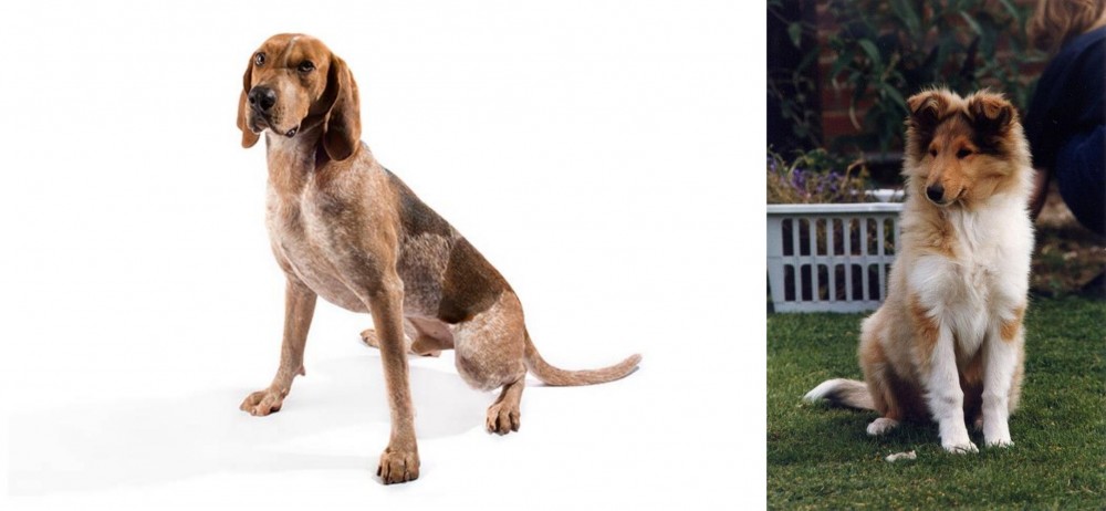 Rough Collie vs Coonhound - Breed Comparison