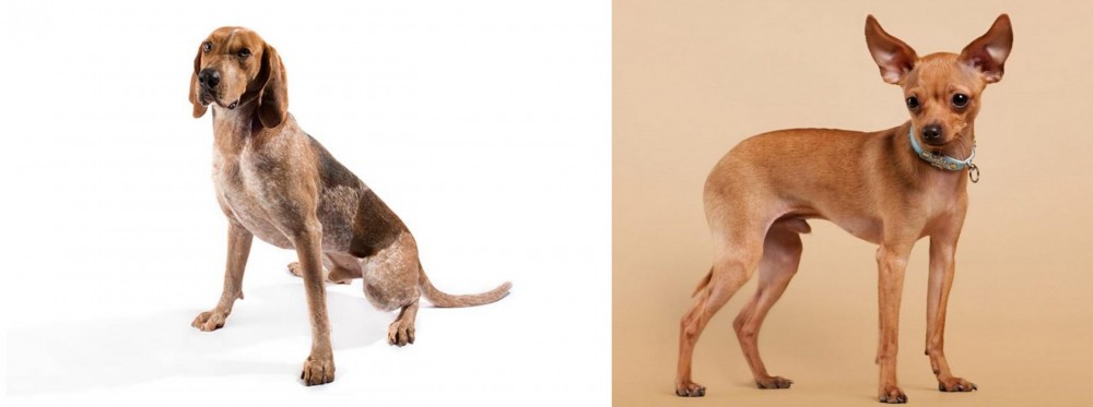 Russian Toy Terrier vs Coonhound - Breed Comparison