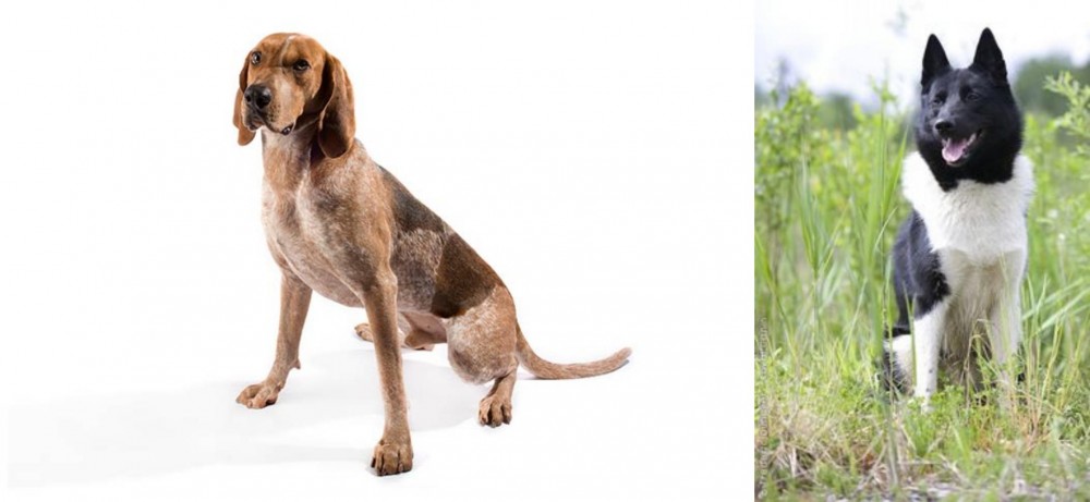 Russo-European Laika vs Coonhound - Breed Comparison