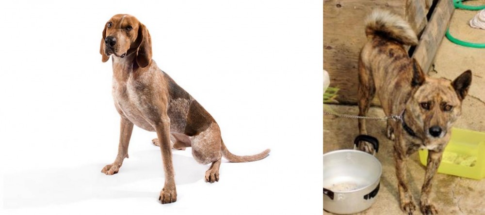 Ryukyu Inu vs Coonhound - Breed Comparison