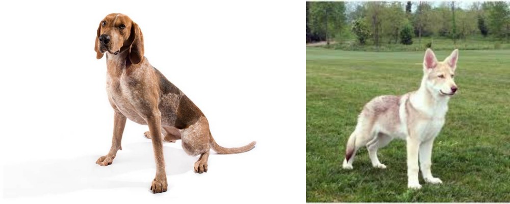 Saarlooswolfhond vs Coonhound - Breed Comparison