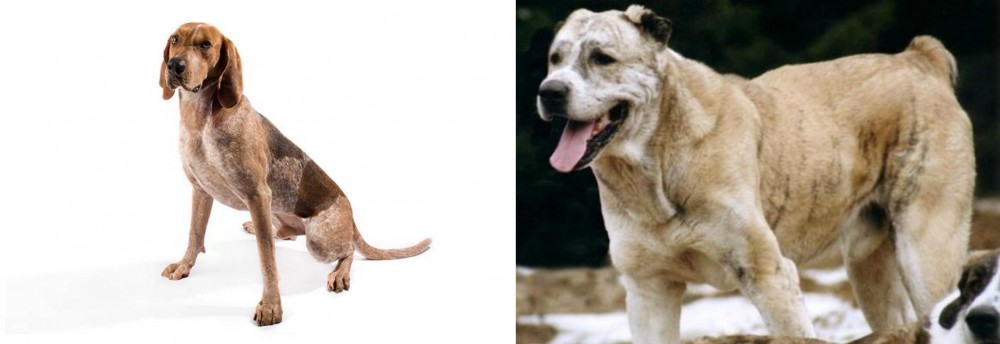 Sage Koochee vs Coonhound - Breed Comparison
