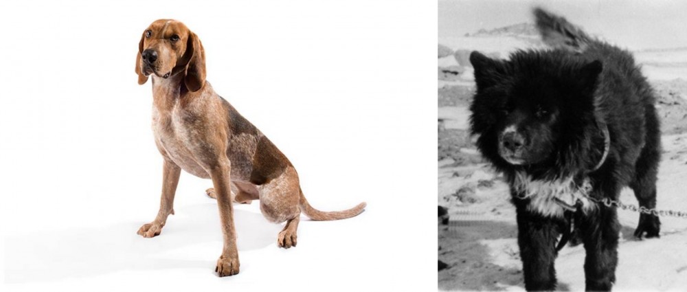 Sakhalin Husky vs Coonhound - Breed Comparison