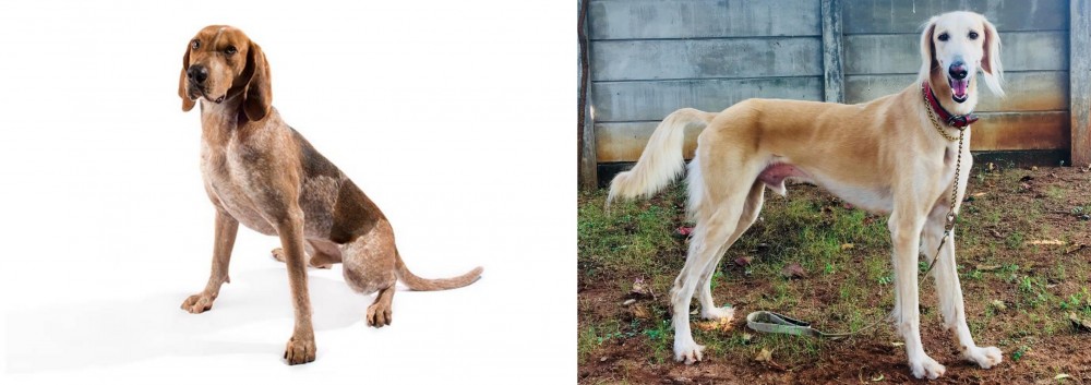 Saluki vs Coonhound - Breed Comparison
