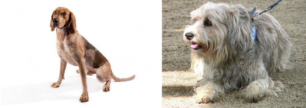 Sapsali vs Coonhound - Breed Comparison