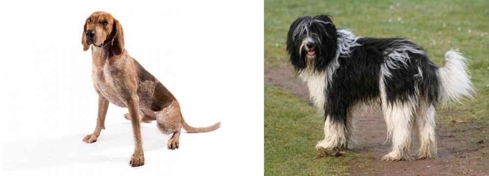 Schapendoes vs Coonhound - Breed Comparison
