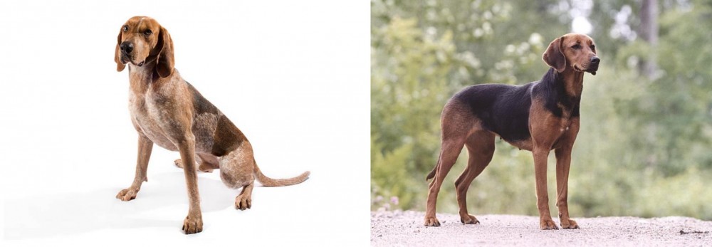 Schillerstovare vs Coonhound - Breed Comparison