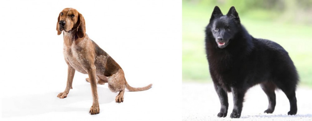 Schipperke vs Coonhound - Breed Comparison
