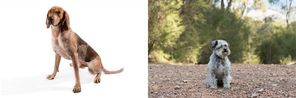 Schnoodle vs Coonhound - Breed Comparison