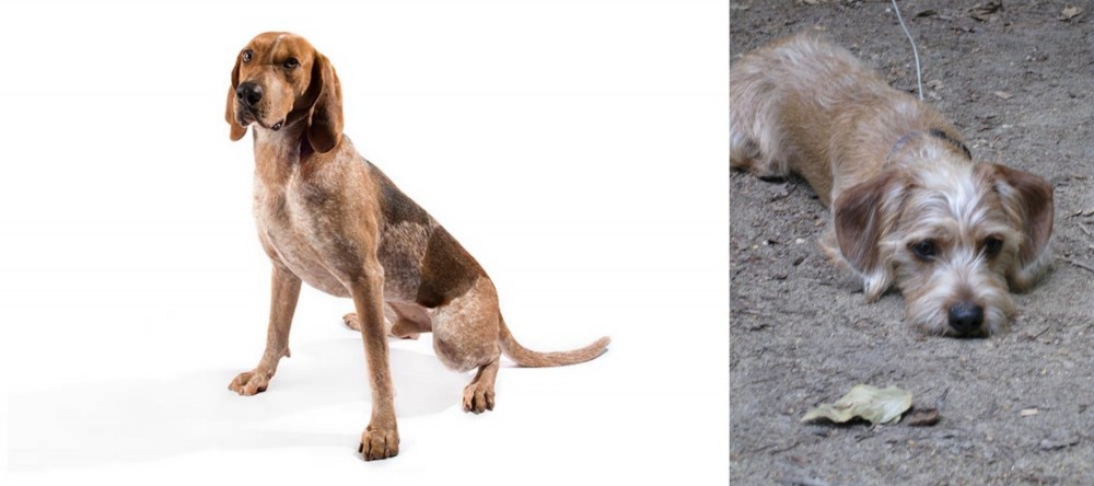 Schweenie vs Coonhound - Breed Comparison