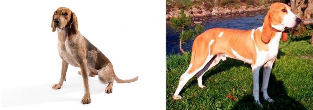 Schweizer Laufhund vs Coonhound - Breed Comparison