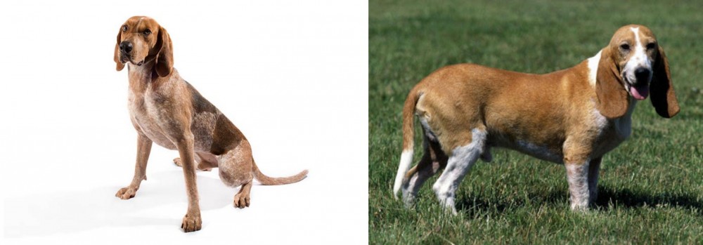 Schweizer Niederlaufhund vs Coonhound - Breed Comparison