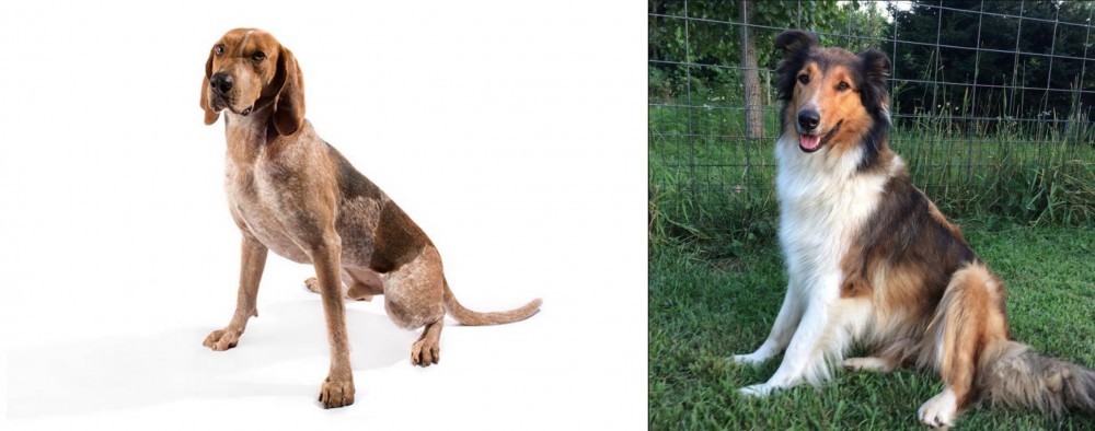 Scotch Collie vs Coonhound - Breed Comparison