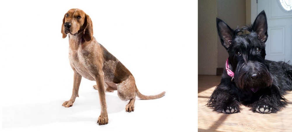 Scottish Terrier vs Coonhound - Breed Comparison