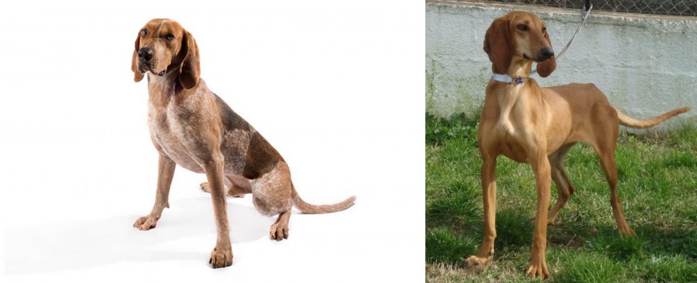 Segugio Italiano vs Coonhound - Breed Comparison