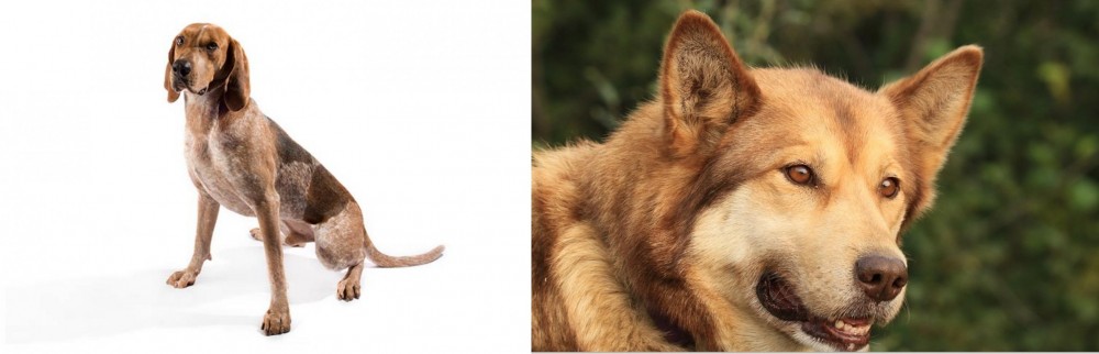 Seppala Siberian Sleddog vs Coonhound - Breed Comparison