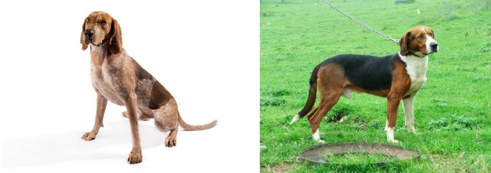 Serbian Tricolour Hound vs Coonhound - Breed Comparison