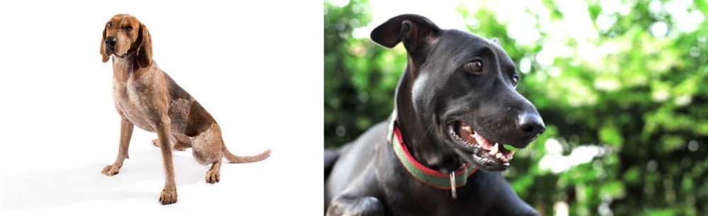 Shepard Labrador vs Coonhound - Breed Comparison