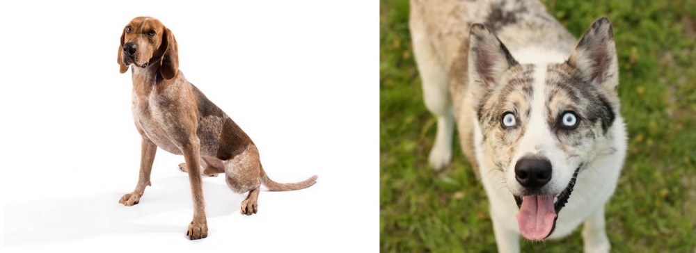 Shepherd Husky vs Coonhound - Breed Comparison