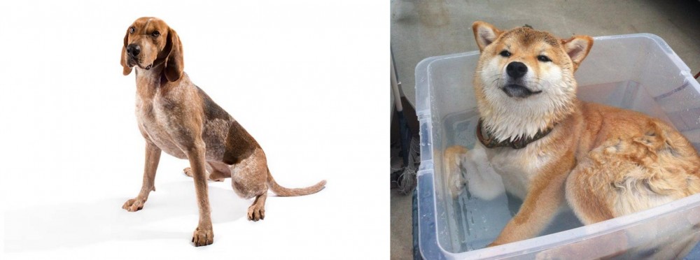 Shiba Inu vs Coonhound - Breed Comparison