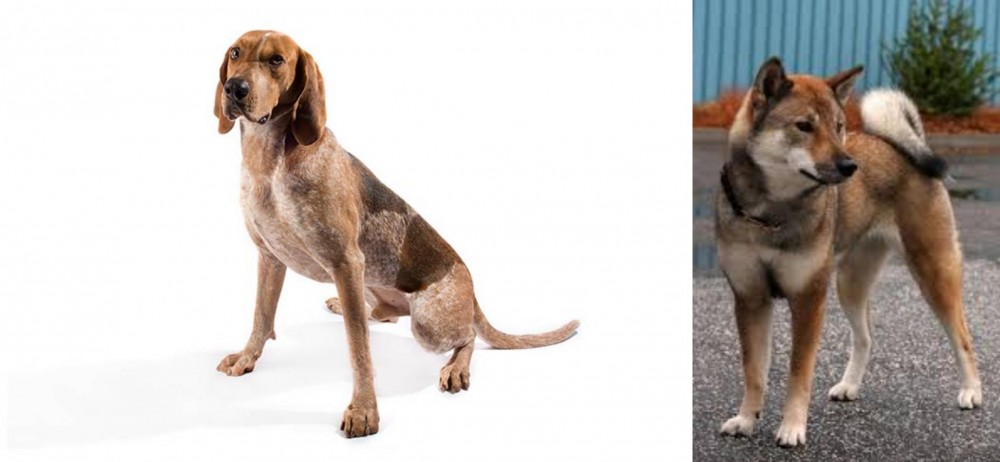 Shikoku vs Coonhound - Breed Comparison