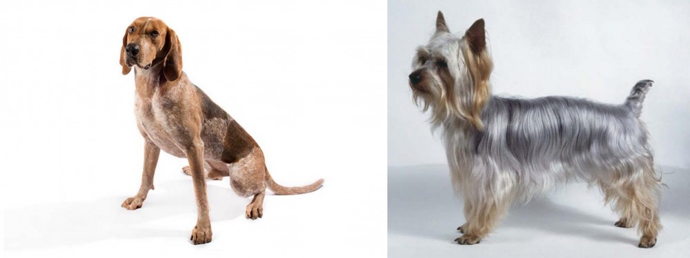 Silky Terrier vs Coonhound - Breed Comparison