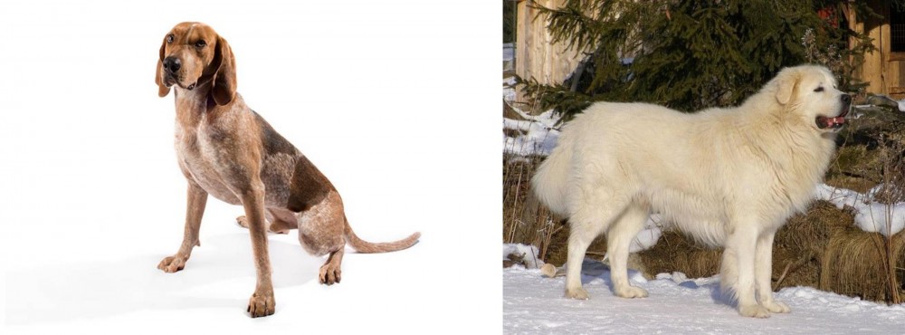 Slovak Cuvac vs Coonhound - Breed Comparison