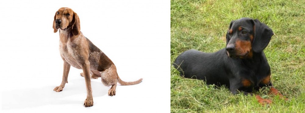 Slovakian Hound vs Coonhound - Breed Comparison