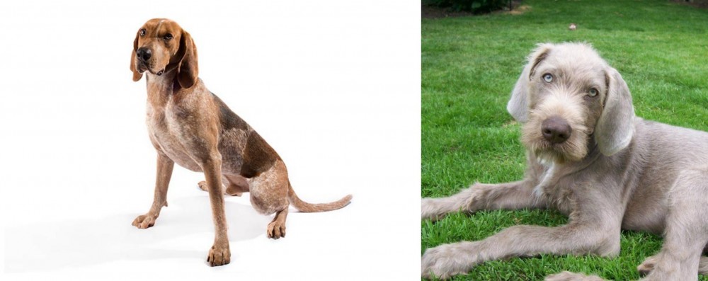 Slovakian Rough Haired Pointer vs Coonhound - Breed Comparison