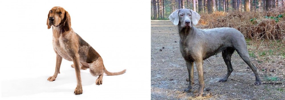 Slovensky Hrubosrsty Stavac vs Coonhound - Breed Comparison