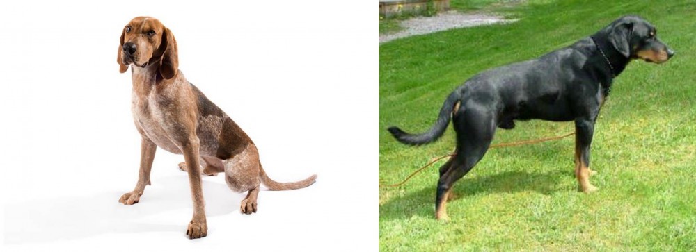 Smalandsstovare vs Coonhound - Breed Comparison