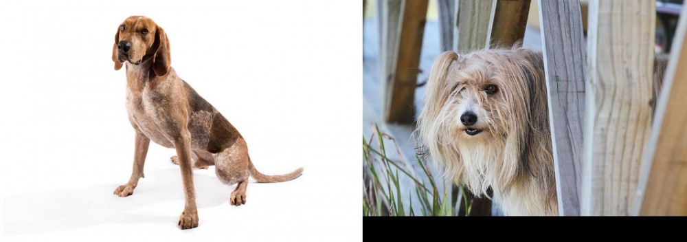 Smithfield vs Coonhound - Breed Comparison