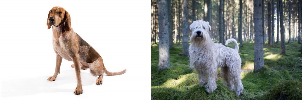 Soft-Coated Wheaten Terrier vs Coonhound - Breed Comparison