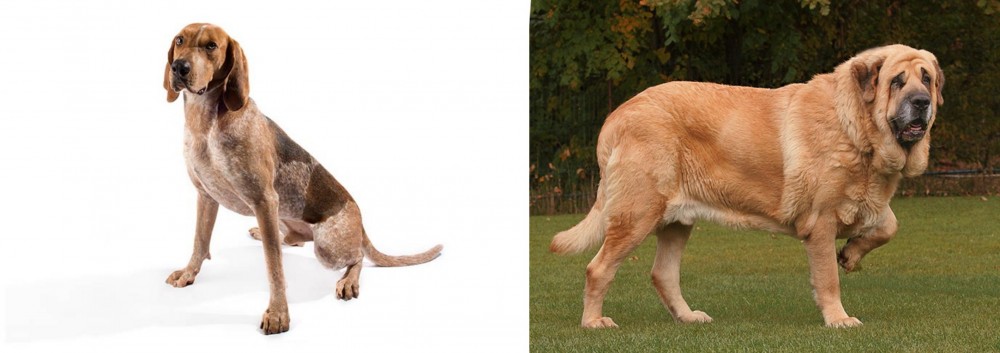 Spanish Mastiff vs Coonhound - Breed Comparison