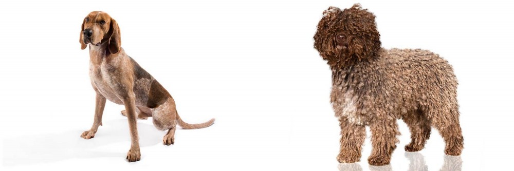 Spanish Water Dog vs Coonhound - Breed Comparison