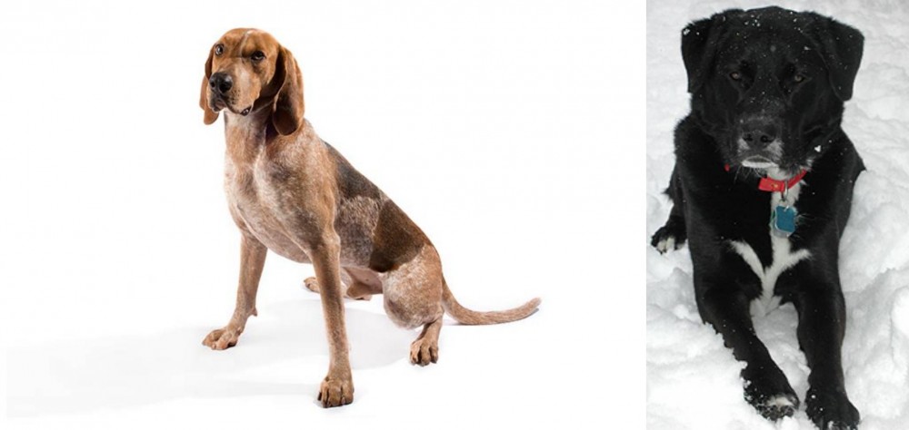 St. John's Water Dog vs Coonhound - Breed Comparison