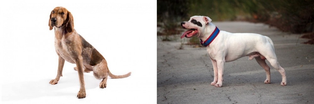 Staffordshire Bull Terrier vs Coonhound - Breed Comparison