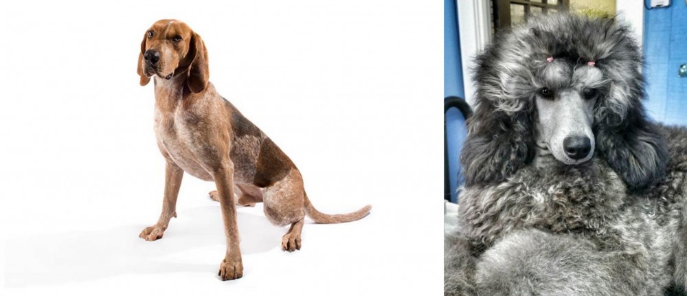 Standard Poodle vs Coonhound - Breed Comparison