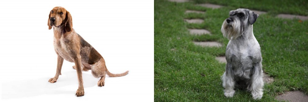 Standard Schnauzer vs Coonhound - Breed Comparison
