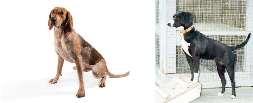 Stephens Stock vs Coonhound - Breed Comparison