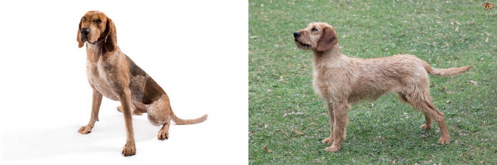 Styrian Coarse Haired Hound vs Coonhound - Breed Comparison