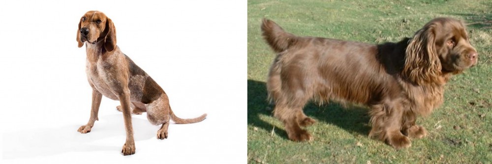 Sussex Spaniel vs Coonhound - Breed Comparison