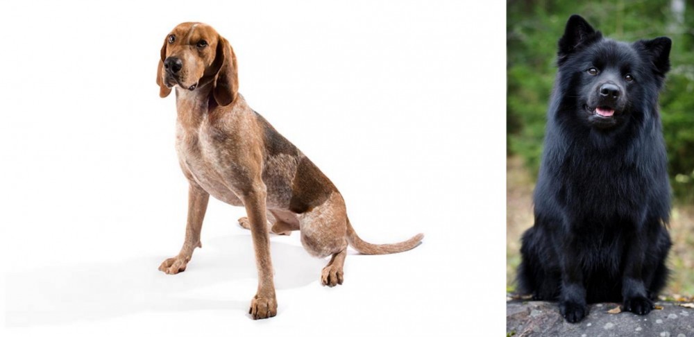 Swedish Lapphund vs Coonhound - Breed Comparison