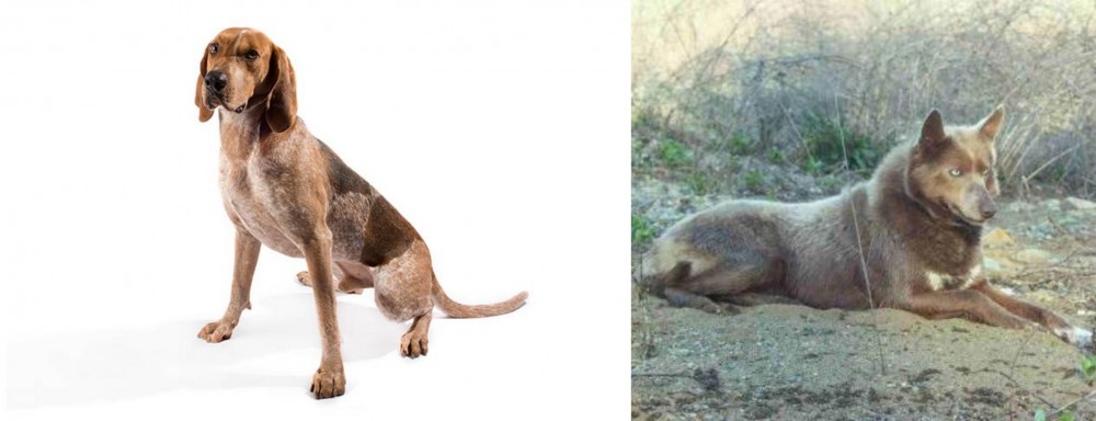 Tahltan Bear Dog vs Coonhound - Breed Comparison