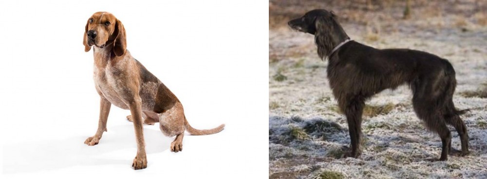 Taigan vs Coonhound - Breed Comparison