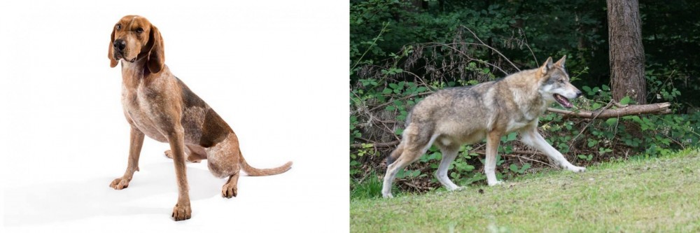 Tamaskan vs Coonhound - Breed Comparison
